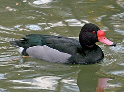 Hunting the Rosy-Billed Pochard: Argentina's Heavyweight Waterfowl