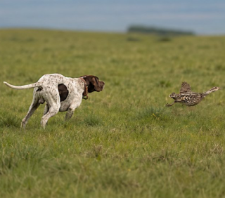 Perdiz Over Dogs in Argentina: The Upland Experience