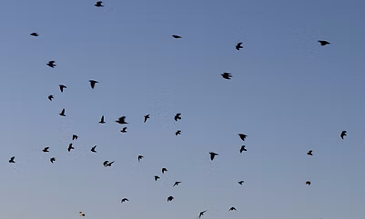 Eared Dove Biology: Why Argentina Has Millions of Birds